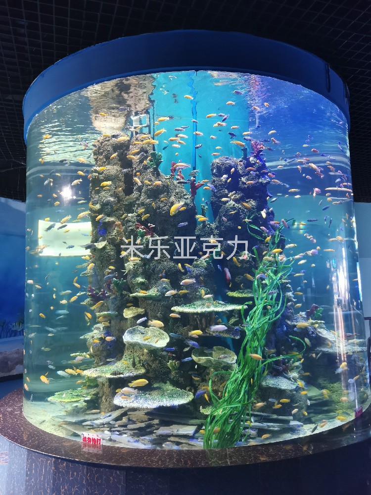 <b>亚克力鱼缸:为何是养鱼的不二选择?</b>